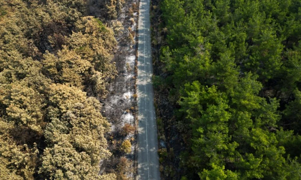 Μεσσηνία: 82χρονος έχασε τη ζωή του εξαιτίας ισχυρής πρόσκρουσης σε ελιά